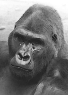 Pogo-Affe